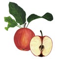 The fruit of a red apple with green leaves, an apple in a section. Watercolor illustration, isolate. Royalty Free Stock Photo