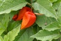 Fruit with a red husk of a bladder cherry, Physalis alkekengi