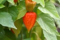 Fruit with a red husk of a bladder cherry, Physalis alkekengi