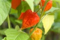 Fruit with a red husk of a bladder cherry, Physalis alkekengi