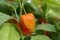 Fruit with a red husk of a bladder cherry, Physalis alkekengi