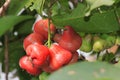 Fruit red jambu