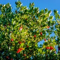 Fruit of the red and yellow strawberry tree