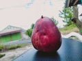 This fruit that resembles an apple is very delicious and contains a lot of water, suitable for those of you who like fruit