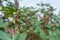 Fruit of Ricinus communis the castorbean or castor-oil-plant. Green castor oil plant on the tree
