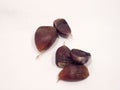 fruit of ripe chestnut