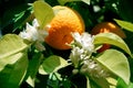 Fruit of a ripe mandarin orange and flowering on a tree. good harvest, vitamins, healthy food