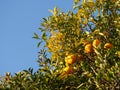 Fruit ripe mandarin orange trees
