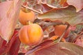 Fruit ripe persimmon tree