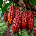 Fresh yellow cocoa pods grow on tree. Group of red cocoa pods hanging on tree branch. Harvest the agricultural cocoa Royalty Free Stock Photo