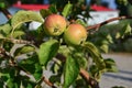 Fruit that ripen in the garden Royalty Free Stock Photo