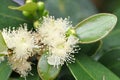 Strawberry Guava Flower Blosom