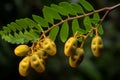 Fruit robinia pseudoacacia green branch. Generate Ai