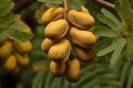 Fruit robinia pseudoacacia. Generate Ai