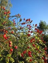 Fruit of rosebush Royalty Free Stock Photo