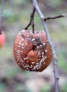 Fruit rot of apples damaged by moniliosis (Monilinia Royalty Free Stock Photo