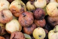 Fruit rot of apples damaged by moniliosis (Monilinia Royalty Free Stock Photo