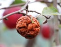 Fruit rot of apples damaged by moniliosis (Monilinia Royalty Free Stock Photo