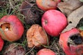 Fruit rot of apples damaged by moniliosis (Monilinia Royalty Free Stock Photo