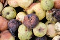 Fruit rot of apples damaged by moniliosis (Monilinia Royalty Free Stock Photo