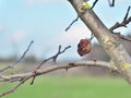 Fruit rot of apples