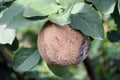 Fruit rot of quince damaged by moniliasis (Monilinia Royalty Free Stock Photo