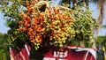 The fruit of Roystonea regia (Also called Cuban royal palm, Florida royal palm)