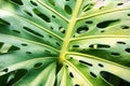 Fruit salad plant background Royalty Free Stock Photo