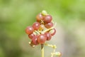 Fruit of Salvadora persica