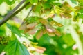 Fruit samara, flat seed capsule and the angle of the wings