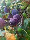 Fruit satisfaction, fig tree sweet fruit sea treat, figs before picking