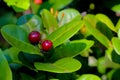 Fruit or seed of Ixora chinensis lamk flower, Rubiaceae. Royalty Free Stock Photo