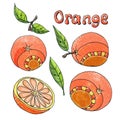 Fruit set, orange. Natural ripe fruits. Hand drawing.