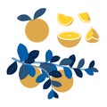 Fruit set, orange slices. Vitamins, proper nutrition. In minimalist style Cartoon flat raster