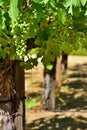 Fruit Sets Of Grape Vines