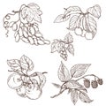 Fruit set sketch Royalty Free Stock Photo