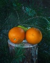 Fruit set of two oranges and a green Apple lies on a stump under the branches of pine Royalty Free Stock Photo