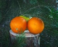 Fruit set of two oranges and a green Apple lying on a stump under a pine tree Royalty Free Stock Photo