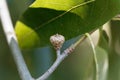 Fruit of a shingle oak, Quercus imbricaria