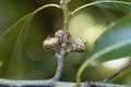 Fruit of a shingle oak, Quercus imbricaria Royalty Free Stock Photo