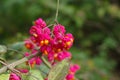 Fruit shrub euonymus europaeus