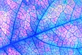 Fruit shrub leaf close up. Catchy floral background or wallpaper. Mosaic blue and pink pattern of a network of veins and cells.