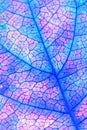 Fruit shrub leaf close up. Catchy vertical floral background or wallpaper. Mosaic blue and pink pattern of a network of veins and