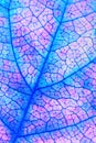 Fruit shrub leaf close-up. Fancy vertical floral background or wallpaper. Mosaic blue and pink pattern of a network of veins and