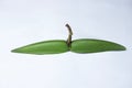 Fruit of Shyamlata tree, Cryptolepis buchananii, Satara, Maharashtra, India.