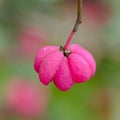 Fruit of spindle tree