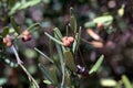 Fruit of a spurge olive, Cneorum tricoccon Royalty Free Stock Photo