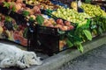 Fruit stand in a road side shop in Turkey and a sleeping white dog with long ears