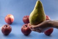 Fruit still life. Large juicy pear in hand on a blurry background from fresh red apples on a blue background. Royalty Free Stock Photo