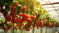 Fruit strawberry garden, business farming and entrepreneurship, harvest.